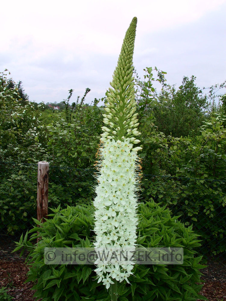 Eremurus Robustus - Bluete02.jpg